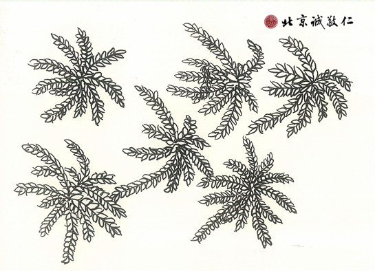 黃女士硬筆國畫作品 