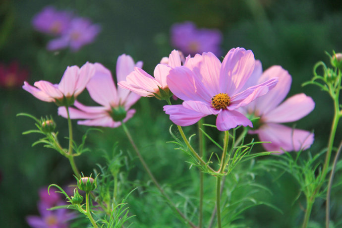 雨后清晨，陽光漫步在花叢間；