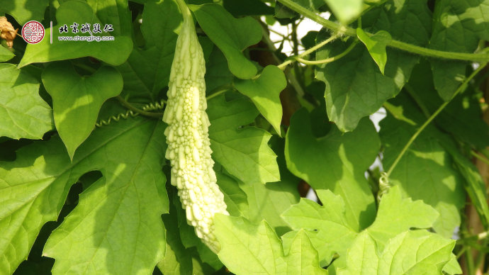  
綠葉叢中的苦瓜