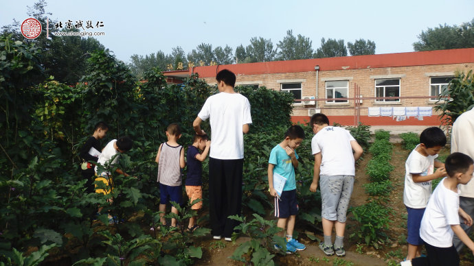 
孩子們在田埂上認識農作物
