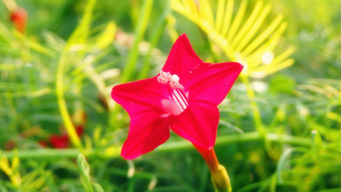 燦爛的笑容，綻放在夏日晴朗的天空；