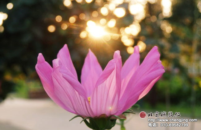 北京誠(chéng)敬仁2014年暑期德藝書法篆刻培訓(xùn)班