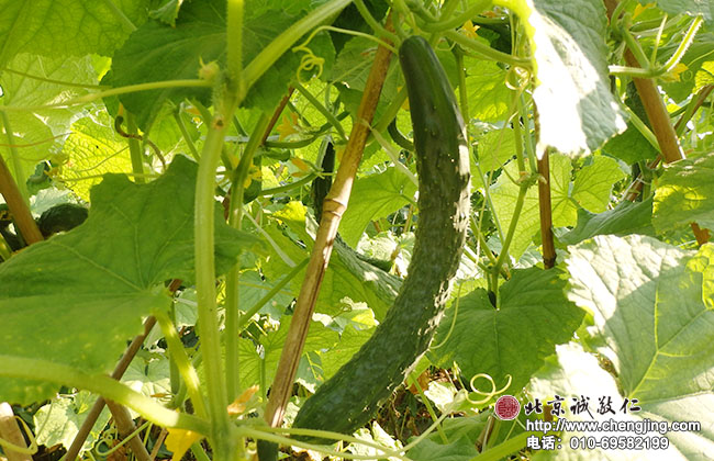 夏季是小院豐收的季節，
小院的有機蔬菜豐富著學員的餐盤
誼。