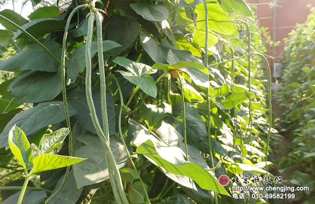 綠色蔬菜沐浴在陽光下茁壯成長。