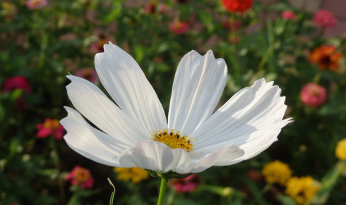 北京誠(chéng)敬仁2014年暑期德藝書(shū)法篆刻培訓(xùn)班