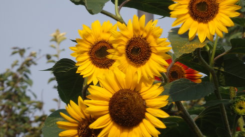 北京誠敬仁2014年暑期德藝書法篆刻培訓班