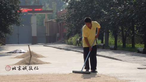 廚房工作人員晾曬小麥，制作健康有機面粉。