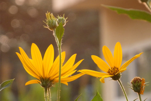 北京誠敬仁2014年暑期德藝書法篆刻培訓(xùn)班