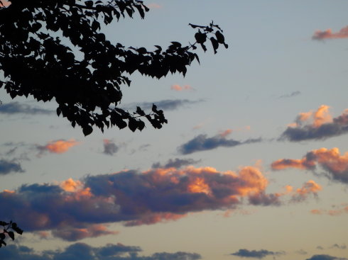 北京誠敬仁通州小院夏日即景