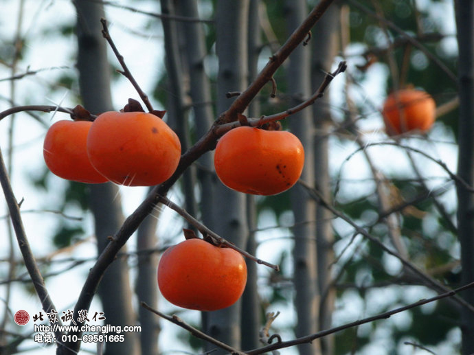 小院柿樹之美景。
