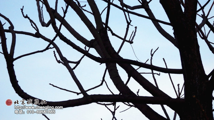 無論春雨夏陽秋風冬雪，生命之力量總是不斷茁壯向上。