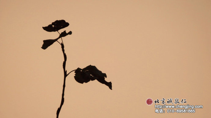 一枝一葉四時盡，留于正氣天地間。