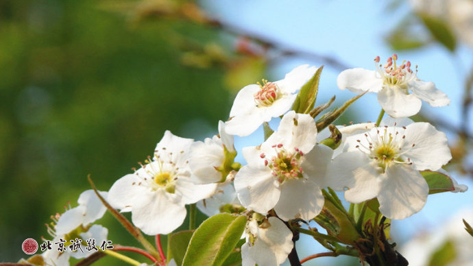 生命的光輝在冉冉升起的陽光中煥發(fā)出勃勃生機。