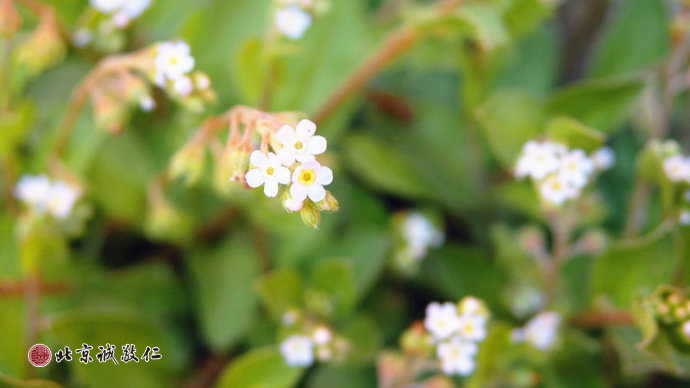 生命的光輝在冉冉升起的陽光中煥發(fā)出勃勃生機。