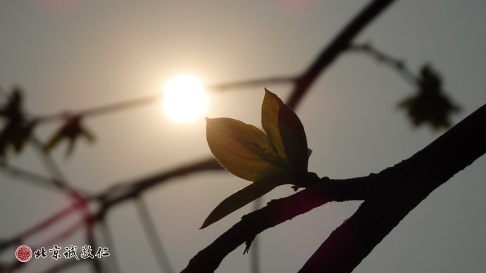 生命的光輝在冉冉升起的陽光中煥發(fā)出勃勃生機。