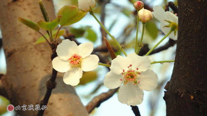 生命的光輝在冉冉升起的陽光中煥發(fā)出勃勃生機。
