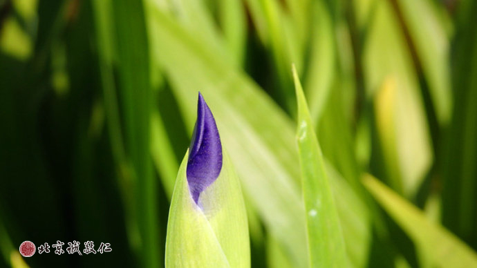 生命的光輝在冉冉升起的陽光中煥發(fā)出勃勃生機。