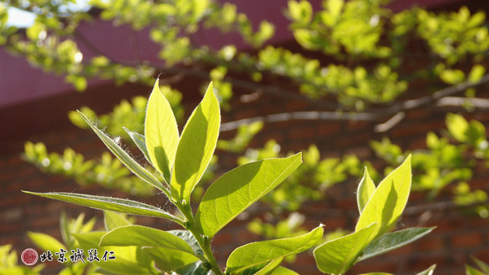 生命的光輝在冉冉升起的陽光中煥發(fā)出勃勃生機。