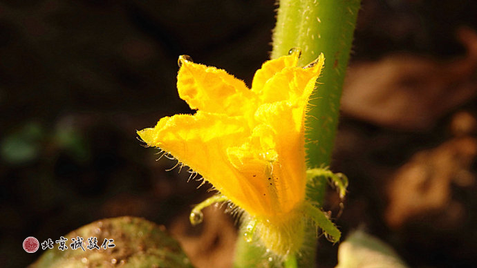一輪紅日奏響春的序曲，生發的嫩芽描繪清晨最美的景致。