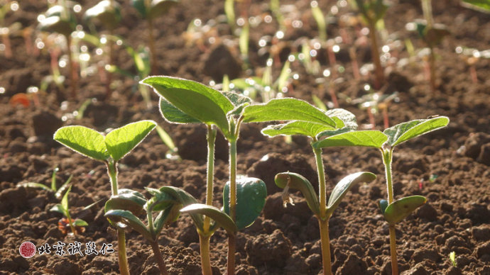 生命的光輝在冉冉升起的陽光中煥發出勃勃生機。