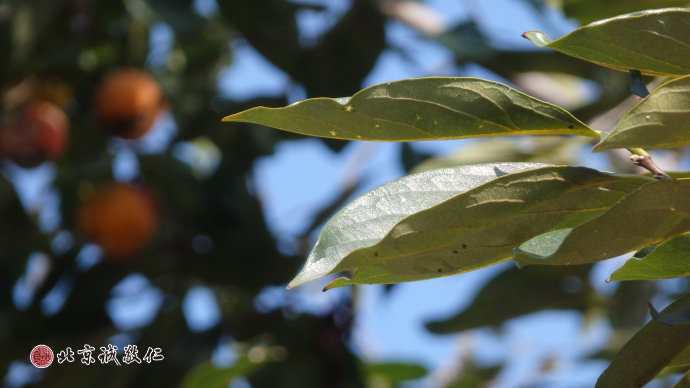 片片鄉(xiāng)音秋聲揚，繁華落處是故鄉(xiāng)。