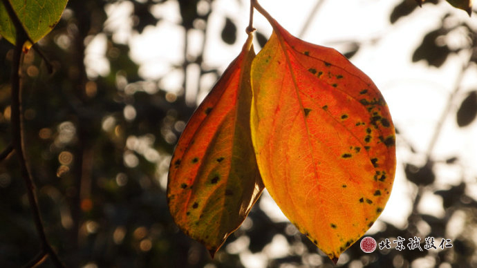  
秋天是一本總也翻不厭的線裝書；
雖然斑駁凝重，卻充滿智慧光芒。