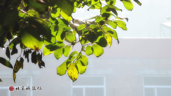 
秋日清晨，陽光透過微黃的葉片，寫下秋天的美麗詩行。