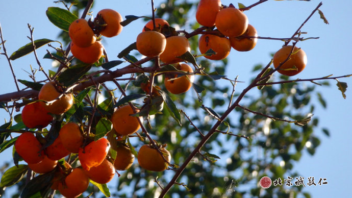 秋天沉甸甸的掛滿枝頭豐收的喜悅；
感恩大地滋養(yǎng)萬物，感恩陽光給予力量。
