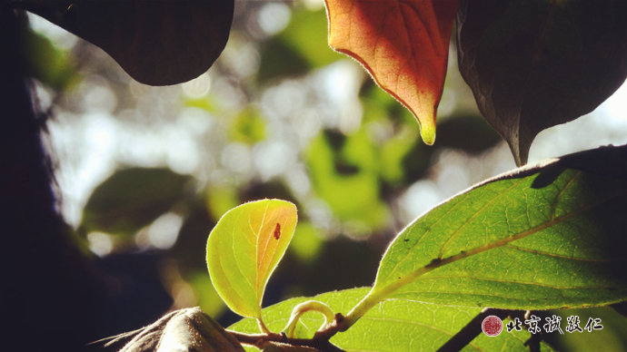 
秋天是一張老唱片，循著記憶的年輪，
留下生命經典的旋律。