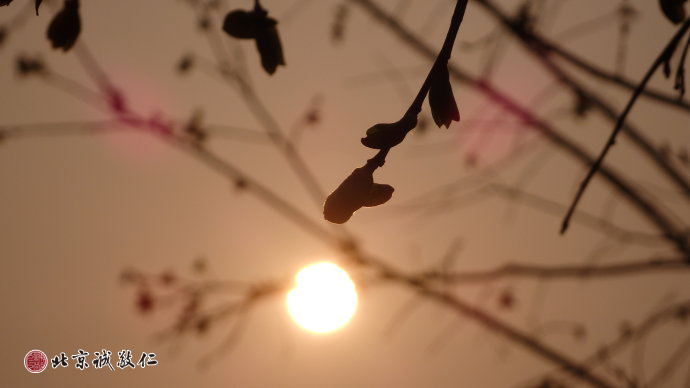生命的光輝在冉冉升起的陽光中煥發(fā)出勃勃生機。